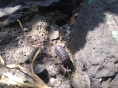 Oniscidea
