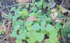Lamium purpureum