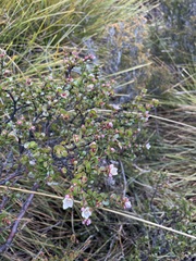 Boronia rhomboidea