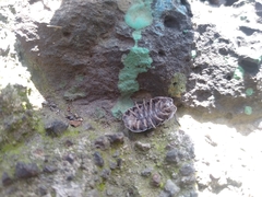 Oniscidea
