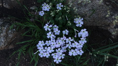 Oxalis comosa