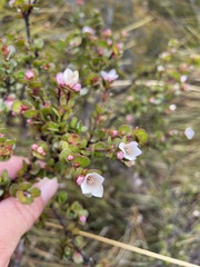 Boronia rhomboidea