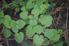Lamium