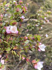 Boronia rhomboidea