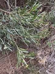Acacia mucronata mucronata
