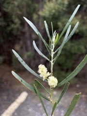 Acacia mucronata mucronata