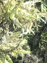 Forsstroemia trichomitria