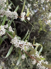 Nematolepis squamea squamea