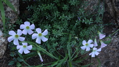 Oxalis comosa