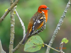 Piranga bidentata