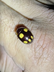 Paropsisterna sexpustulata