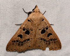 Herminodes atrosignata