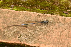Argia tonto