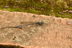 Argia tonto