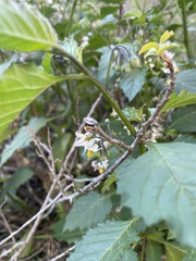 Solanum douglasii