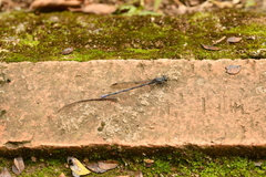 Argia tonto