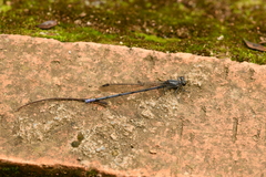 Argia tonto