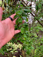 Coprosma foetidissima