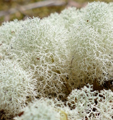 Cladonia confusa