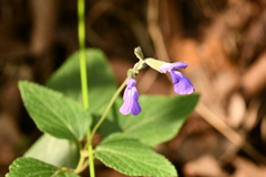 Salvia urolepis