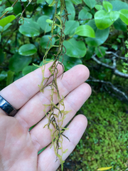 Weymouthia cochlearifolia