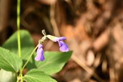Salvia urolepis