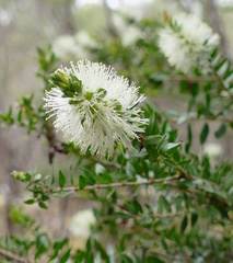 Melaleuca squarrosa