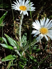 Celmisia spectabilis