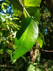 Laureliopsis philippiana