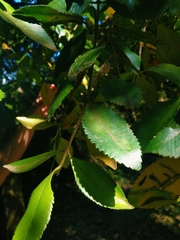 Laureliopsis philippiana