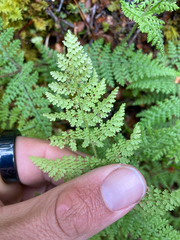 Hypolepis millefolium