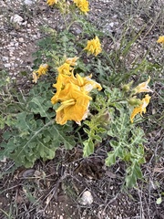 Solanum rostratum