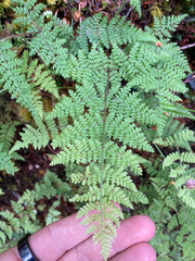 Hypolepis millefolium