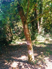 Laureliopsis philippiana