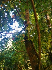 Laureliopsis philippiana