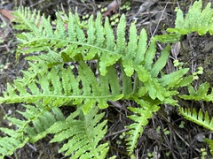 Polypodium calirhiza