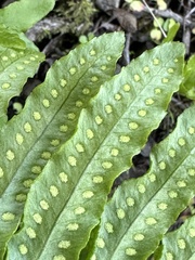 Polypodium calirhiza