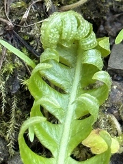 Polypodium calirhiza