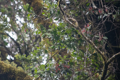 Peraxilla colensoi