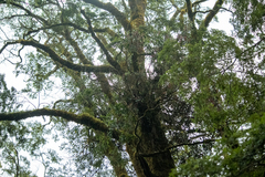 Peraxilla colensoi