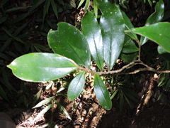 Stephanodaphne pilosa