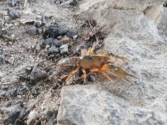 Engaeus cunicularius