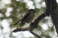 Petroica macrocephala