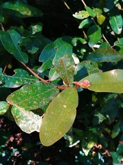 Aextoxicon punctatum