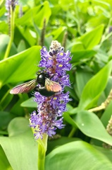 Xylocopa tranquebarorum