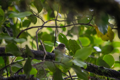 Petroica macrocephala
