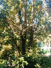 Aextoxicon punctatum