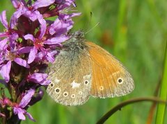 Coenonympha tullia