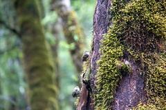 Acanthisitta chloris