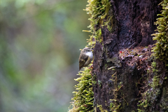 Acanthisitta chloris